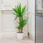 YouGarden Yucca Houseplant, Elephantipes House Plant, 90cm Tall with Three Stems, Supplied in 21cm Pot, Real Houseplants, Indoor Plant for Scandy Style Homes