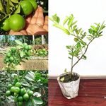 Golden Bloom Live Hybrid All Season' Sarbati Lemon' Plant Lemon Baramasi Special Plants 18 months Old