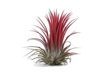 Tillandsia Air Plants Ionantha Rubra Red - Collection Indoor House Plant Flower for Gift Present Special Occasion