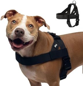 DF Co. Dog