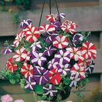 Crapulous Petunia Ultra Star - Flower Seeds and cocopeat free Seed (30 per packet)