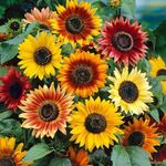 NO-GMO 70 Seeds, Sunflower Autumn Beauty, Gardening Seeds Heirloom Seeds