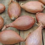 Shallot Autumn Longor Garden Plant Hardy Herbs Garden Bulbs Vegetable Easy to Grow Our Own 1x 400g by Suttons.