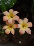 URBAN GARDENS® Rain lily Bulbs (Apricot/Peach color or yellowish-orangish-pinkish), Zephyranthus, Pack of Five