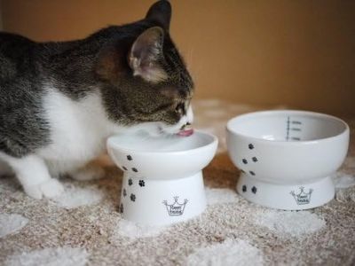 Necoichi Raised Cat Food and Water Bowl Set (Cat)