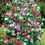 1 x Camellia Tricolour Red Pink White Hardy Bushy Evergreen Shrub Plant in 12cm Pot (15-25cm Height Incl. Pot)