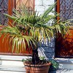 Trachycarpus Fortunei Chusan Fan Palm Exotic Hardy Outdoor Garden Tree Plant