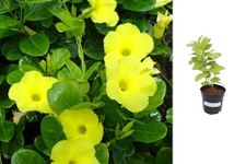 Indian Gardens - Allamanda Yellow Creeper/Pentalinon Luteum Vine Flowers live plant | Indoor & Outdoor Plant (4" (Min : 2))
