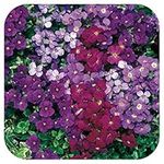 Aubretia Trailing Aubrieta Katie Mixed Plug Plants x 6 Perennial Rock Cress