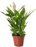 Spathiphyllum Peace Lily Large Indoor House Plant Purify The Air in Your Home (20-30cm (Incl. Pot))