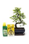 Chinese Elm Bonsai Tree Kit - 9 Year Old Bonsai Tree with Plant Feed & Scissors