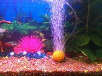 Vasuworld Aquarium Accessories( Air Stone Ball Water Airstone Oxygen Bubble + Air Pump )