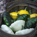 Patty Pan Squash Seeds 'Summer Mix' F1 Hybrid Cucurbita Pepo Half-Hardy Annual Easy to Grow Your Own Outdoor Garden Vegetable Plants (Approx. 6 Seeds) by Thompson and Morgan