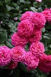 SVG® Climbing rose flower Seeds for your Home Gardening Pack of 70 to 60 seeds (PINK)