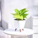 UGAOO Golden Money Plant Indoor with Lagos Self Watering Pot (White, Small)