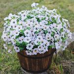 HyeFlora Artificial Fake White Flowers Plants for Outdoor Winter Christmas Decoration, 12 Bundles Faux Silk Daisies UV Resistant Look Real for Outside Planter Pot Porch Yard Patio Garden