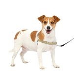PetSafe Easy Walk Harness, Small, Fawn/Brown for Dogs