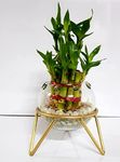 Vase For Bamboo Plant Indoor