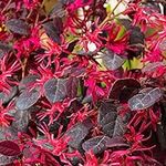 Loropetalum Plum Gorgeous Chinese Fringe Flower | Evergreen Potted Garden Shrub (15-30cm Incl. Pot)