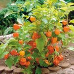 Creative Farmer Golden Berry Medicinal Plant ഞെട്ടാമണി (Physalis Peruviana) Exotic Live Plant Healthy Live (Healthy Live Plant)