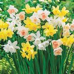 Daffodil Mixed - Spring Flowering Bulbs - Perennial - Popular Daffodil Variety - Fragrant & Attractive - Ready to Plant - for Your Beautiful Garden (10 x Dwarf Daffodil Botanical Mixed)