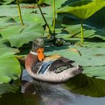 MONT PLEASANT Floating Duck for Pool, Duck Hunting Decoy, Realistic Resin Mallard Duck for Pond, Decorative Pool & Garden Outdoor Accessory