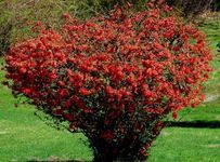 Scarff's Red Flowering Quince - Live Plant Shipped 1 to 2 Feet Tall (No California)