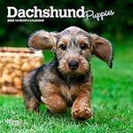 Dachshund Puppies | 2024 7 x 14 Inc