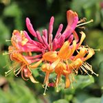 Lonicera 'Gold Flame' Honeysuckle Hardy Garden Climber Shrub | 9cm Pot