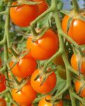 Three Mo Garden | Super Sweet Sungold Cherry Tomato (8 Seeds)