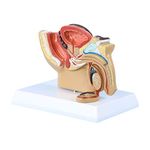 UIGJIOG Male Prostate Model 1/2 Life Size Male Anatomical Pelvis Model Human Anatomical Male Pelvis Testis Model with Prostate Medical Study And Teaching Tool