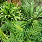 You Garden - Pack of 3 Evergreen Hardy Ferns in 9cm Pots - Ferns Plants Outdoor Garden Ready Perfect for Garden Shaded Areas - Evergreen Perennials for Gardens