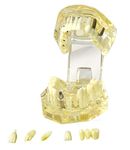 DENTAL TEETH removable tooth propthesis demonstration teeth model for study teaching