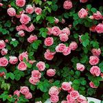 Climbing Roses