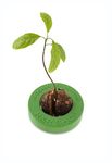 R&R SHOP Avocado Germinator - Floating Pot for Avocado Germination, Seed Growth Kit, 100% Corn Plastic (Green)