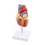 MonMed Anatomical Heart Model, Human Heart Anatomy Model – 2 Part Heart Models Anatomy Life Size Medical Heart Model