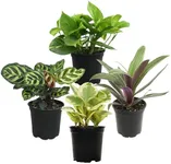 Essential Houseplant Collection (4PK) Live Plants Indoor Plants Live Houseplants in Plant Pots, Easy House Plants Indoors Live, Snake Plant, Pothos in Potting Soil, Clean Air Plants by Plants for Pets
