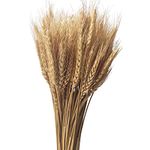 CoolCrafts 200 Stems Dried Wheat Flowers Bundles Natural Dried Wheat Sheaves Wheat Stalks for Fall Decor, Wedding Decor