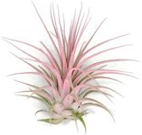 Ionantha Guatemala Tillandsia Air P