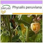 SAFLAX - Cape Gooseberry/Peruvian Cherry - 100 Seeds - Physalis peruviana