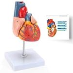 RONTEN Human Heart Model, 2-Part Li