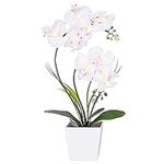HOMESEASONS Homeseaons Orchid Lamp-