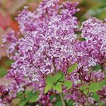 Scented Purple Lilac Dwarf Standard Tree Flowers Hardy Shrub Outdoor Garden Plants Syringa meyeri ‘Palibin’ Large Standard Fragrant Mini Tree 1x 2L Potted Plant by Thompson & Morgan (1)