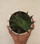 Ugaoo Aloe Vera Star Natural Live Plant with Self Watering Pot