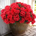 Hananona 6 Bundles Artificial Geran