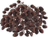 SunGrow 100 Alder Cones for Shrimps, Aquarium Water Conditioner, Promote Breeding in Freshwater Tanks, Aid in Shrimp Healing & Serve as Snack, Lowers pH Level in Aquatic Environment