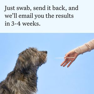 Wisdom Panel Dog DNA Test – Breed & Health Screening Kit
