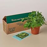 House Plant Box - Subscription: Pet
