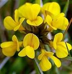 Birds Foot Seeds, Yellow Trefoil, P