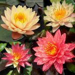 Lily Pond Store - COMBO OFFER Wanvisa and Mangkala Ubol Live Hardy Waterlily Plant